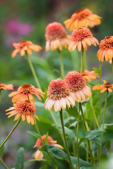 coneflower 'Supreme Cantaloupe'