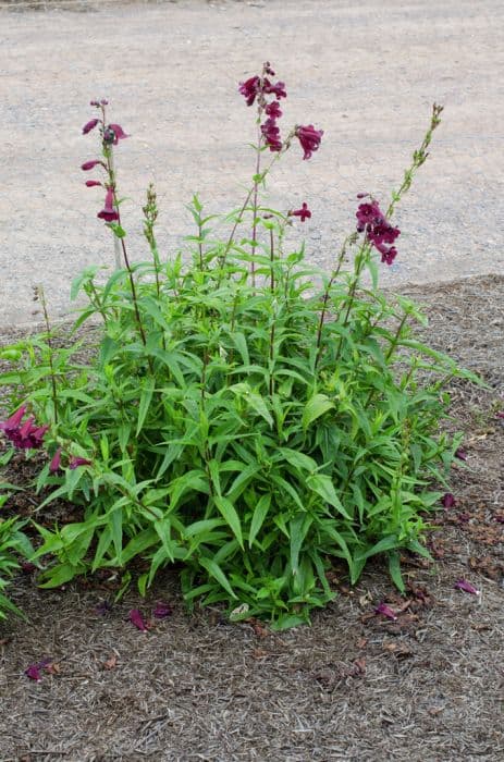 penstemon 'Precious Gem'