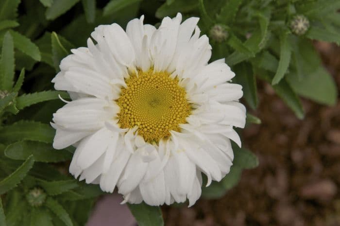 Shasta daisy [Freak!]