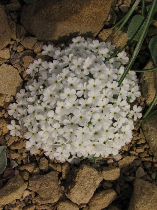 Downy rock jasmine