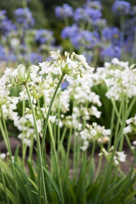 African lily 'Yorkshire Rose'