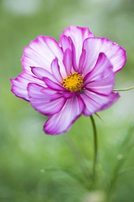 Cosmea Fizzy Series Formula mixed