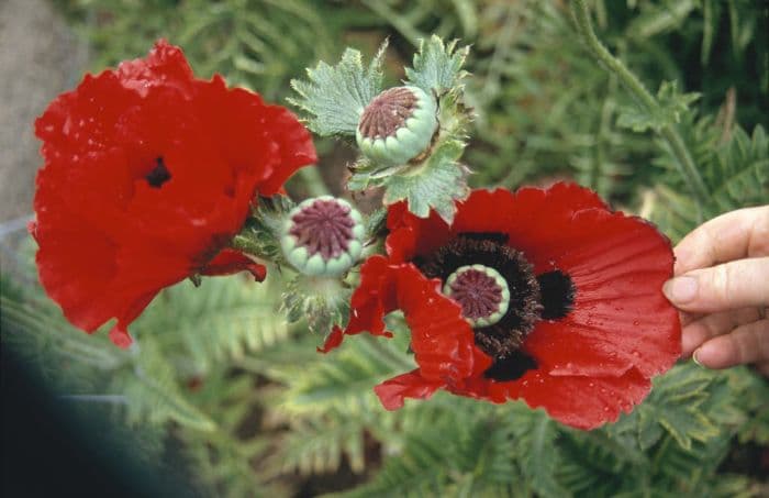 oriental poppy 'Beauty of Livermere'