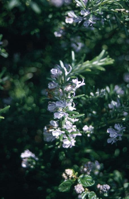 rosemary 'Miss Jessopp's Upright'