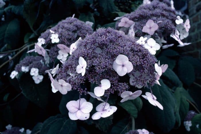 rough-leaved hydrangea