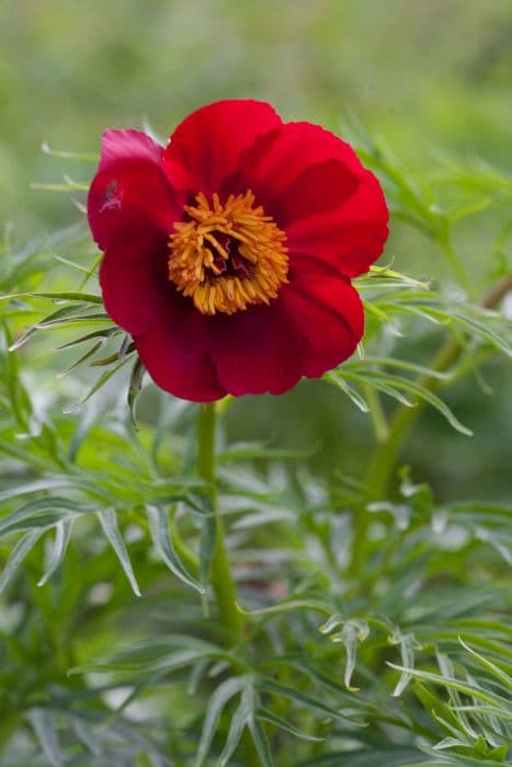 fernleaf peony