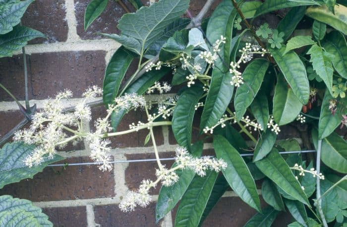 climbing hydrangea