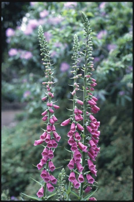 common foxglove