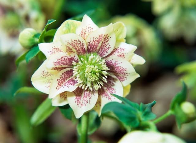 Hellebore Marion White Group
