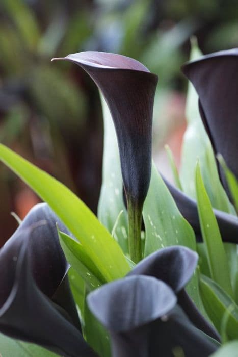 arum lily 'Odessa'