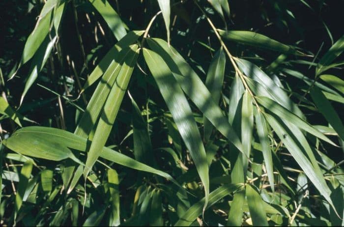 arrow bamboo