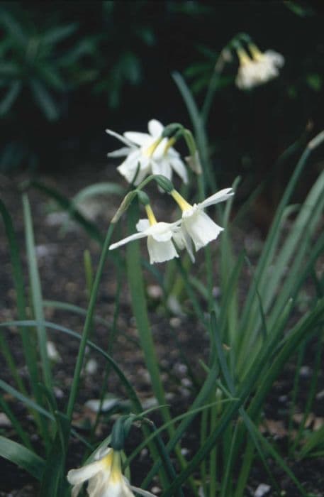 daffodil 'Rippling Waters'