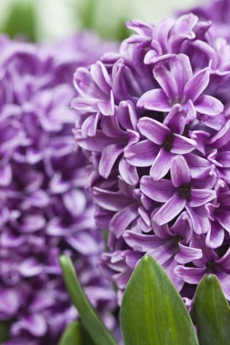 Hyacinth 'Miss Saigon'
