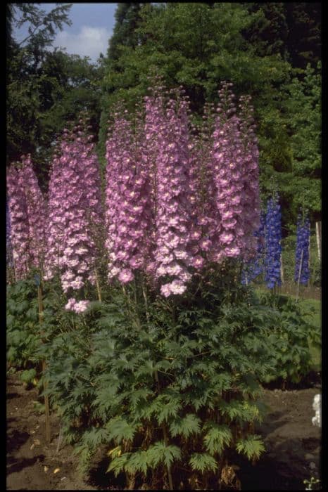 delphinium 'Langdon's Royal Flush'