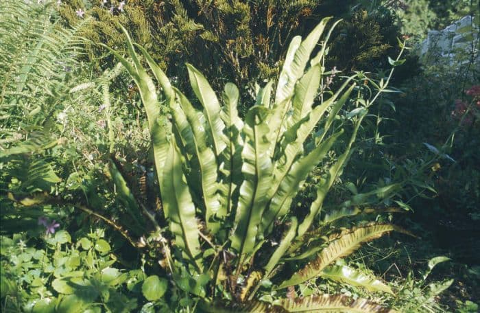 hart's tongue fern