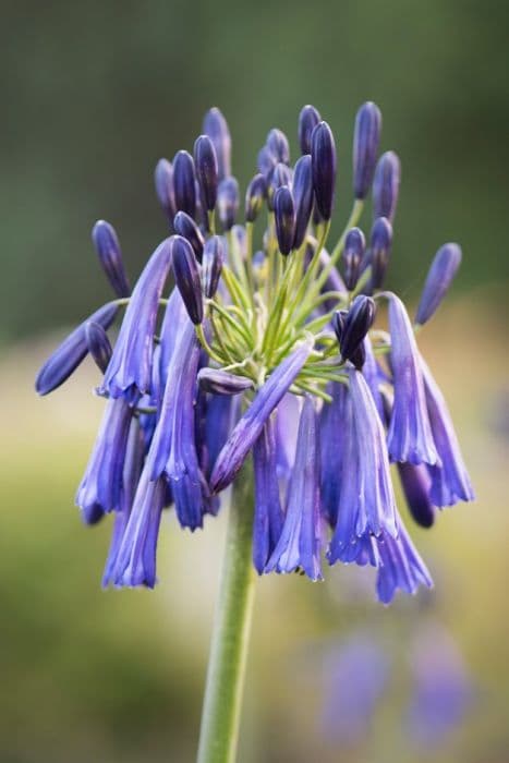 Drooping closed African lily