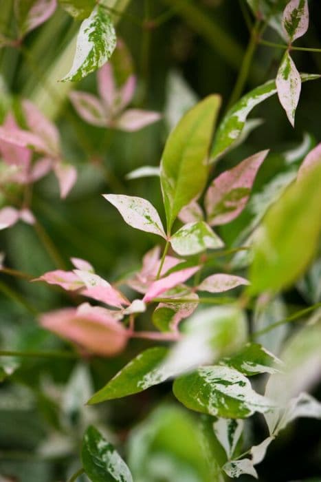 heavenly bamboo 'Twilight'