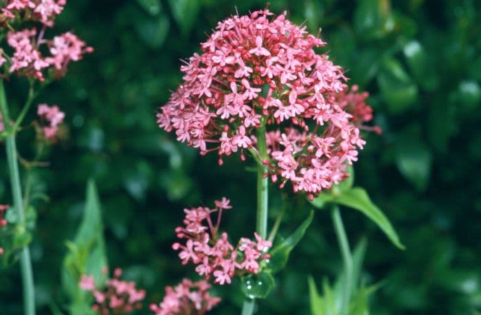 crimson red valerian