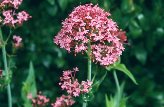 Crimson red valerian