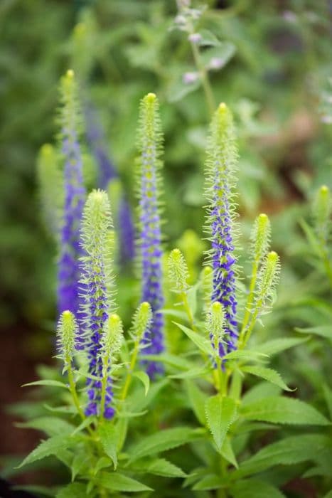 spiked speedwell 'Glory'