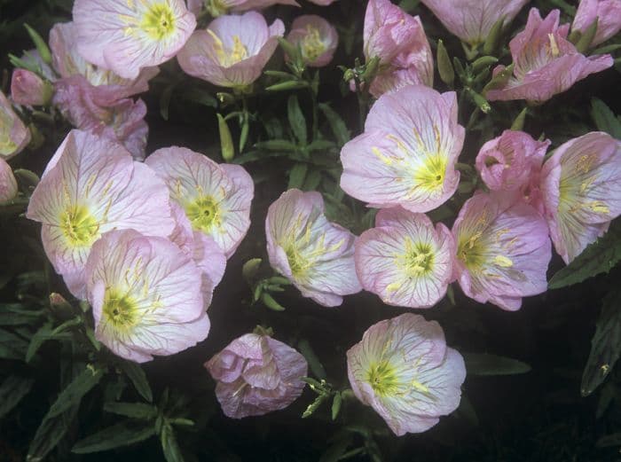 white evening primrose