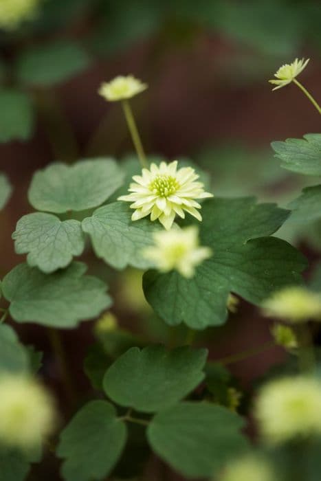 rue anemone 'Betty Blake'