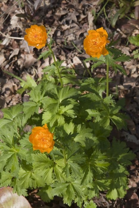 Asiatic globeflower