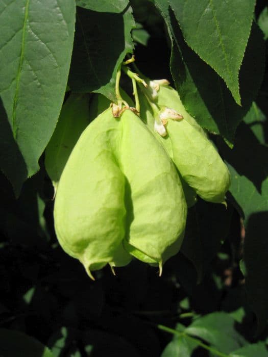 Common bladdernut