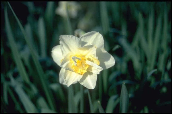 daffodil 'White Lion'