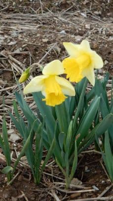 daffodil 'Spring Dawn'