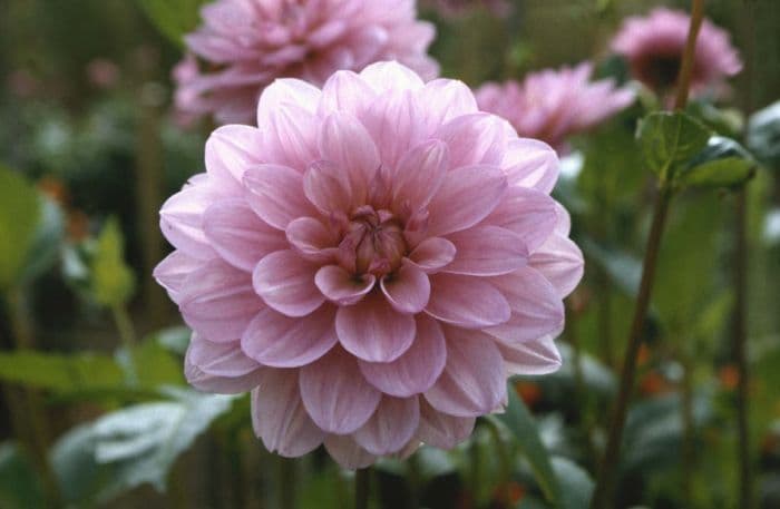 dahlia 'Allan Sparkes'