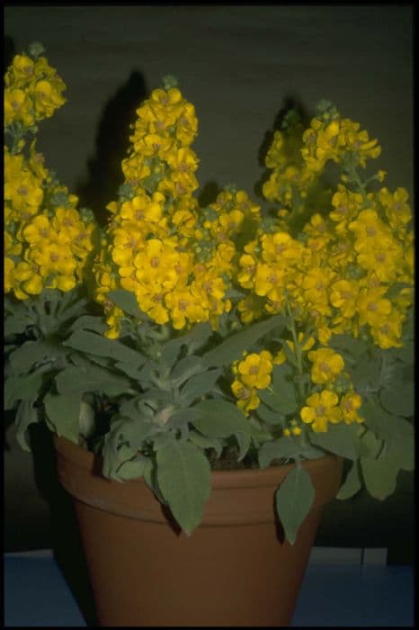 shrubby mullein