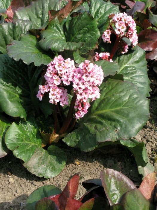 elephant's ears 'Eden's Magic Giant'