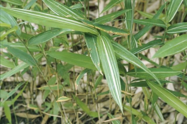 White-striped hairy bamboo