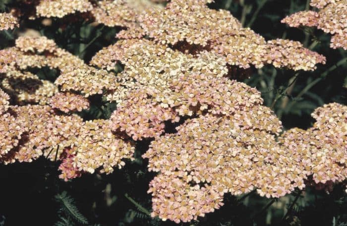 yarrow 'Lansdorferglut'