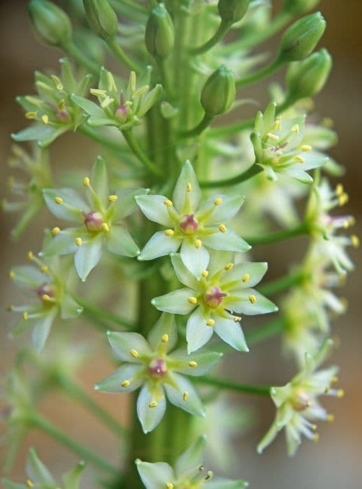 pineapple lily 'Zeal Bronze'