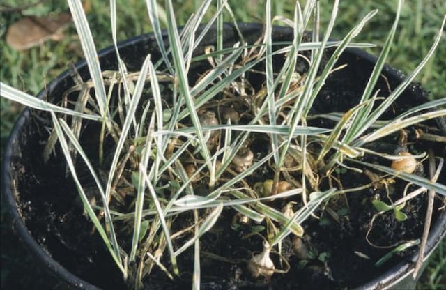 Tuber oat grass 'Variegatum'