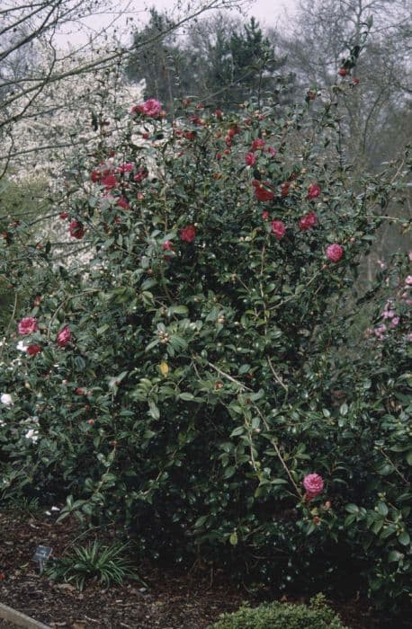 camellia 'Tristrem Carlyon'