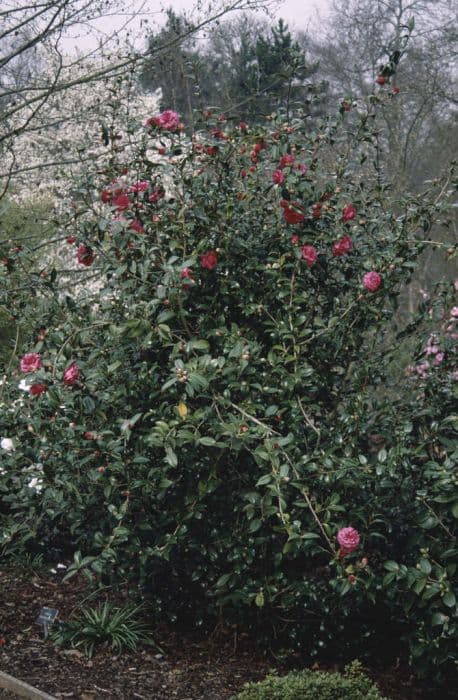 Camellia 'Tristrem Carlyon'