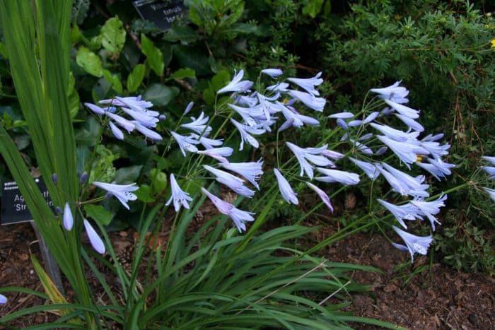 African lily 'Streamline'