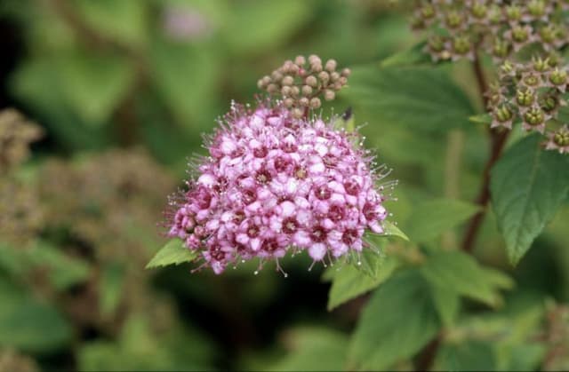 Dwarf Japanese spirea