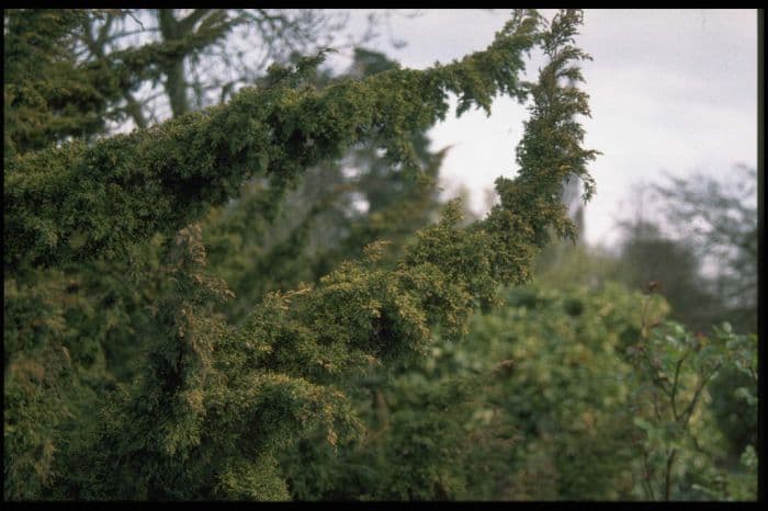 Chinese juniper 'Plumosa Aurea'