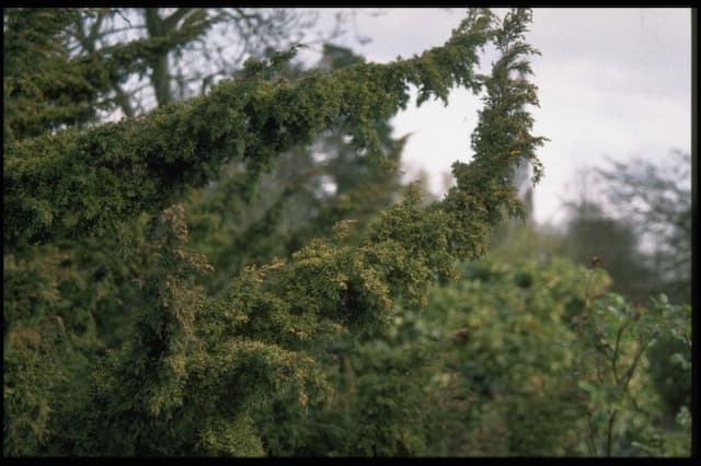 Chinese juniper 'Plumosa Aurea'