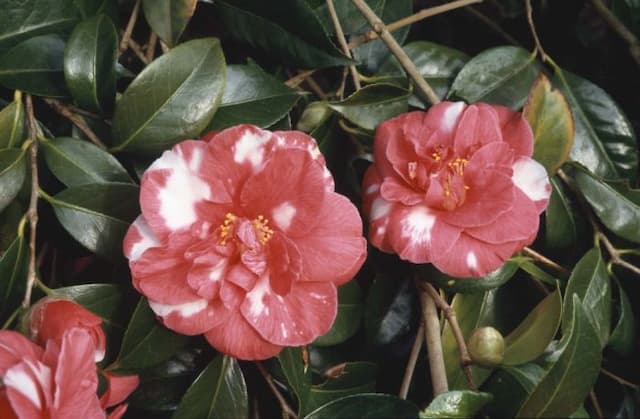 Camellia 'Masayoshi'