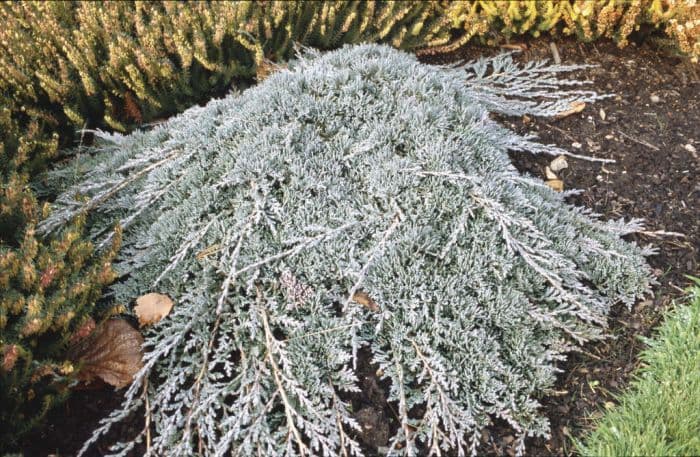 creeping juniper 'Wiltonii'