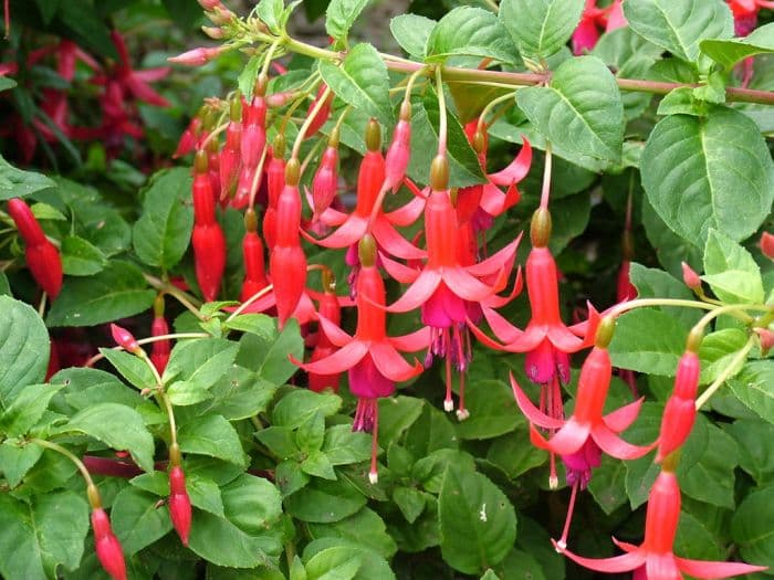 fuchsia 'Mephisto'