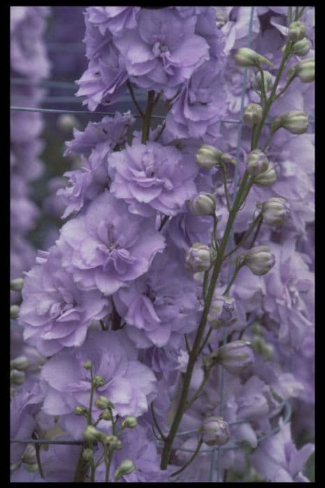 delphinium 'Tiddles'