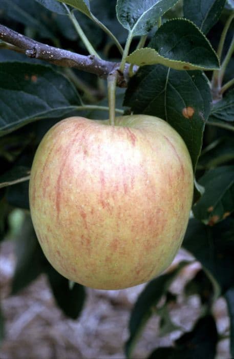 apple [Delbarestivale]