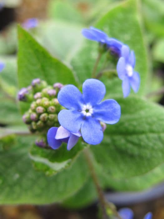 Siberian bugloss 'Langtrees'