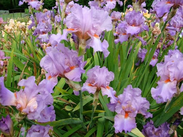 Iris 'Allison Elizabeth'